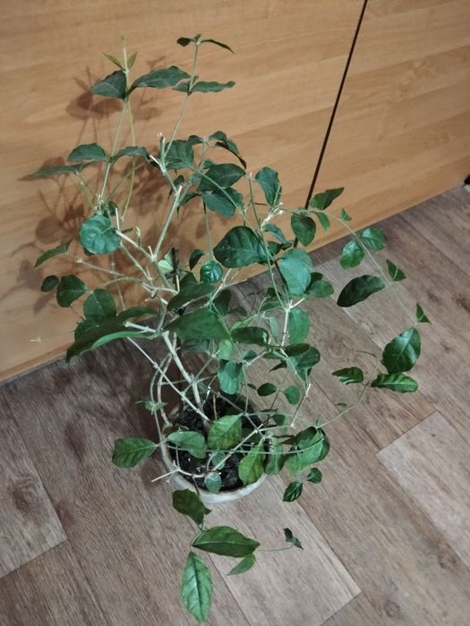 Комнатный цветок Жасмин