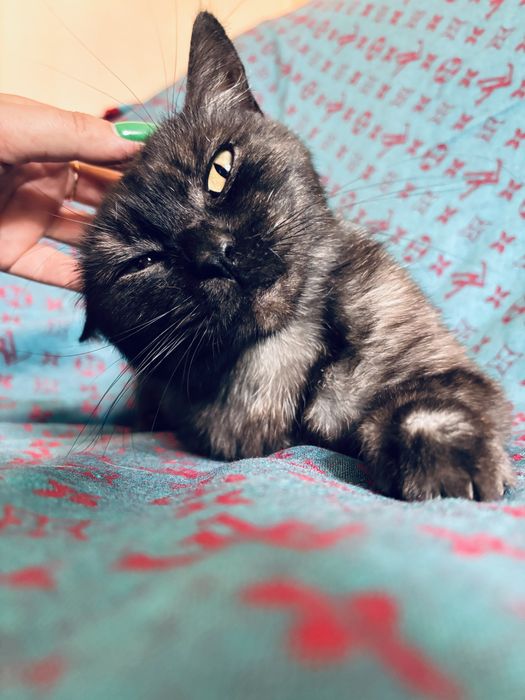 Кошка стерилизованная