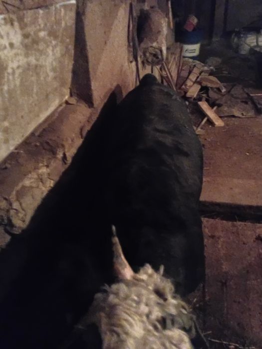 Продаются быки 2 годовалые