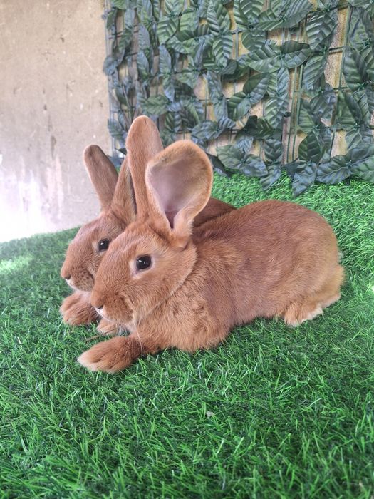 Бургун остались 2 самки 2.5 месяцев