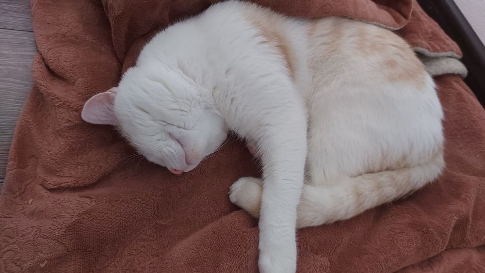 Мысық еркек 1 жас