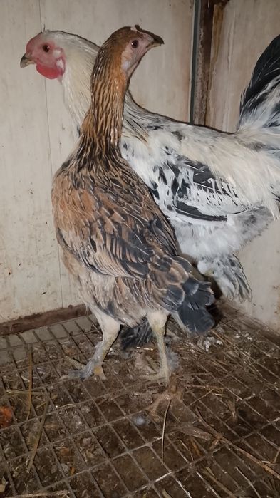 Xuruz tovuq tuxumga tayyor