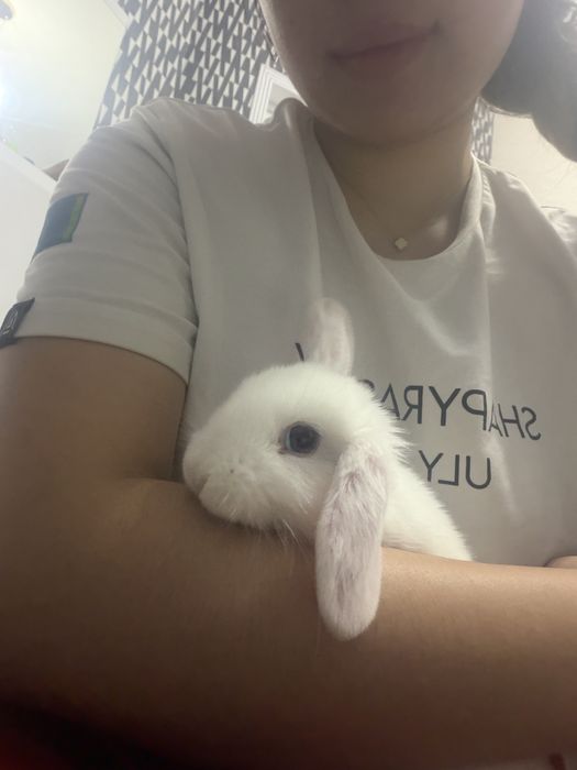 Продается белый вислоухий кролик