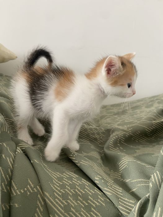 Шикарные котята !