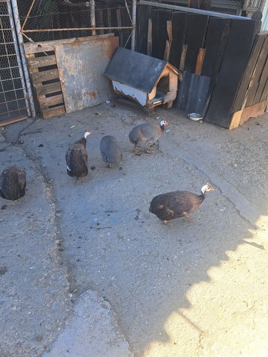 Familie de bibilici