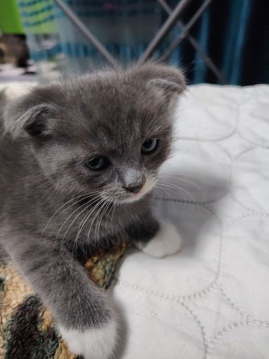 Очаровательные вислоухие котята  от папы Британца и мамы вислоухой