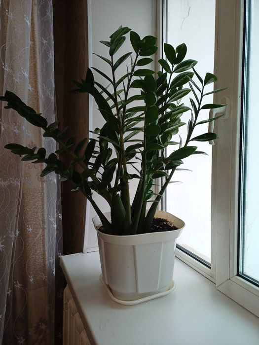 Продам долларовое дерево