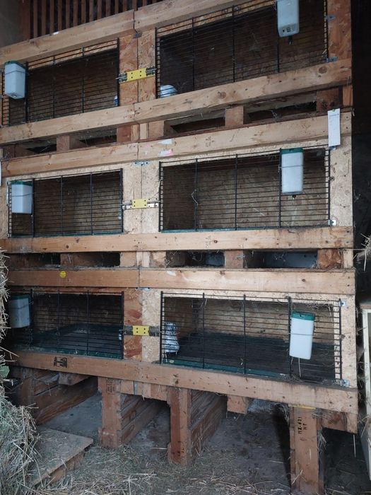 Cuști pentru iepuri