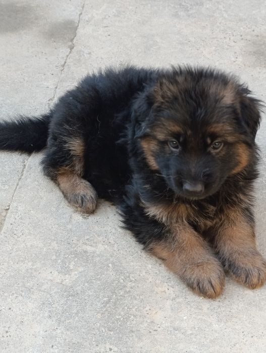 НЕМЦКАЯ АВЧАРКА длиношерстная