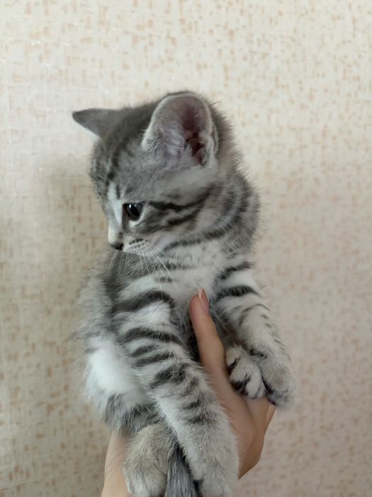 котята 1,5 месяца