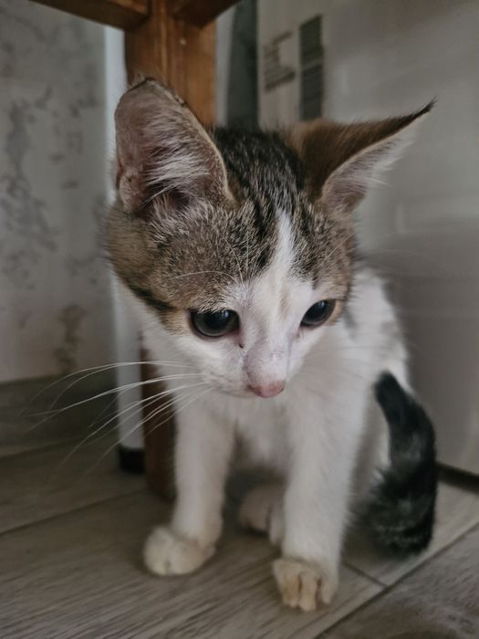 Отдаю хороших котят