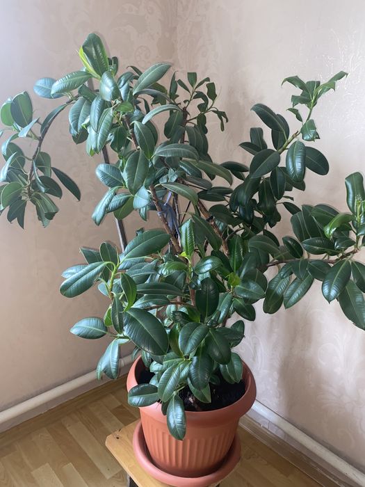 фикус хорошый