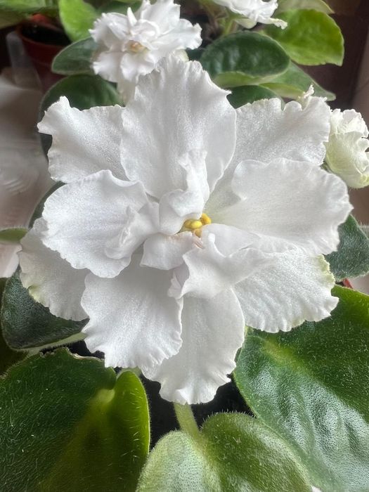 Продам фиалки разных цветов