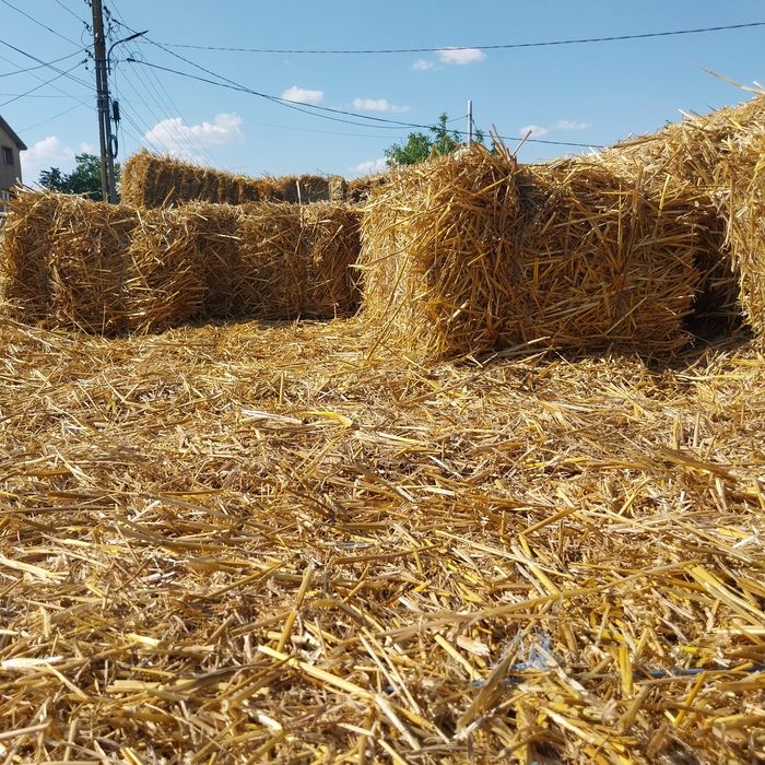 Vand baloti de paie de grau