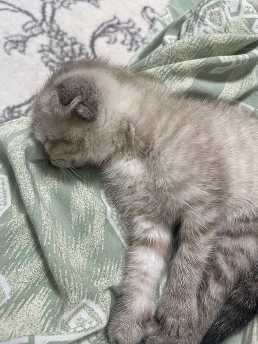 Продается Scottish fold