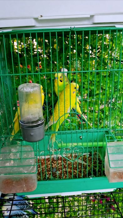 Волнистый попугай Valnisti paralar