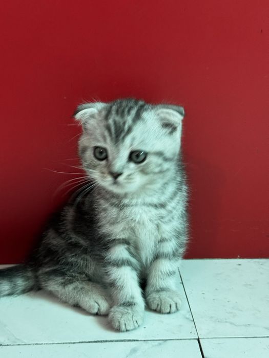 Котята шотландской вислоухой
