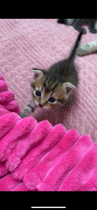 котята котята котята