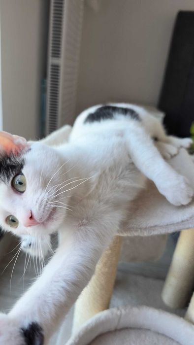 Adopție - Pisicuță iubitoare își caută familie