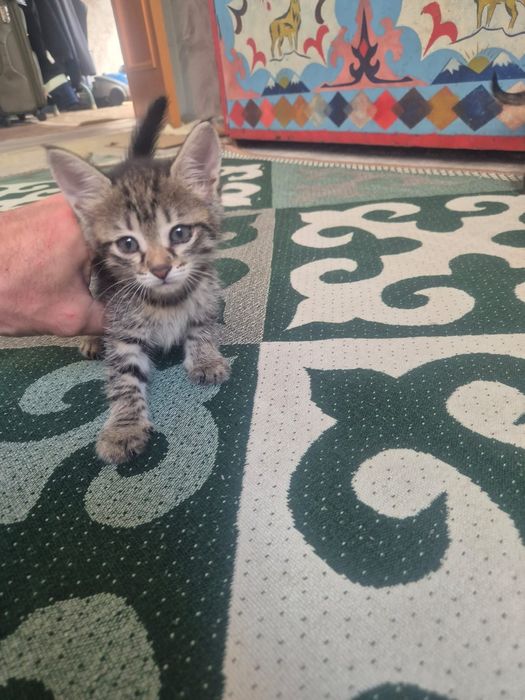 Отдам добрые руки котят