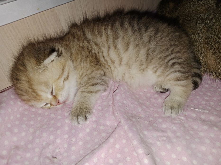 Вязка. Роскошный редкого  окраса  SFS 71 a 33 кот