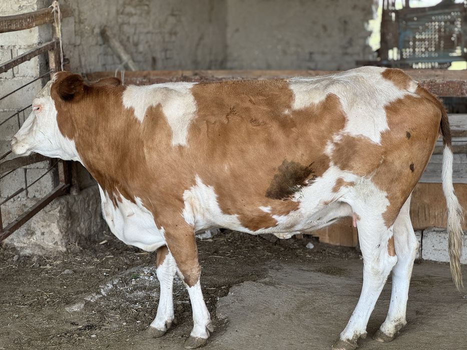 Smental sigir va buqalar