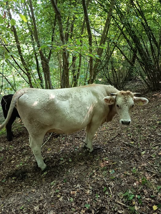 Vând jurincă a fata gestanta in luna a noua