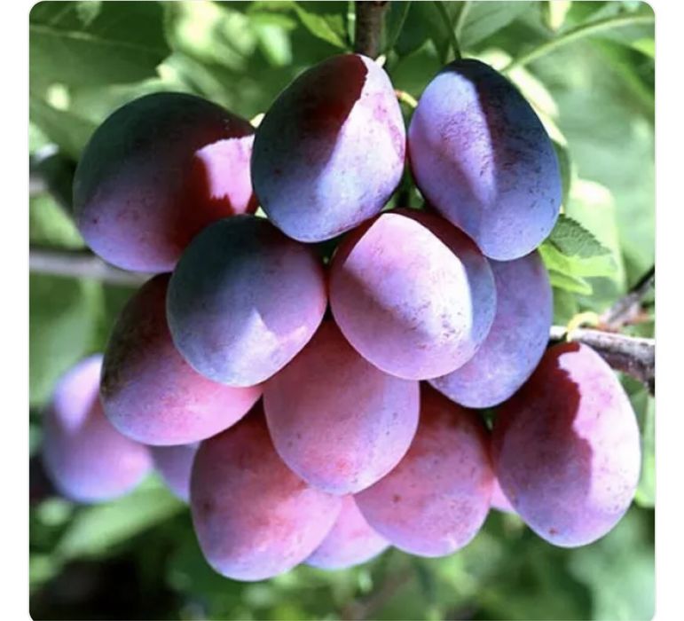 Vind 1,5 tone prune