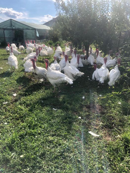 Curcani crescuti in curte in aer liber