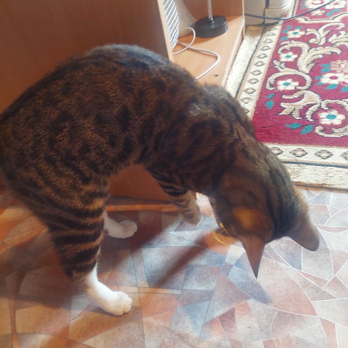 Отдам кота в добрые руки