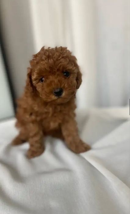 Малышка той пуделя.