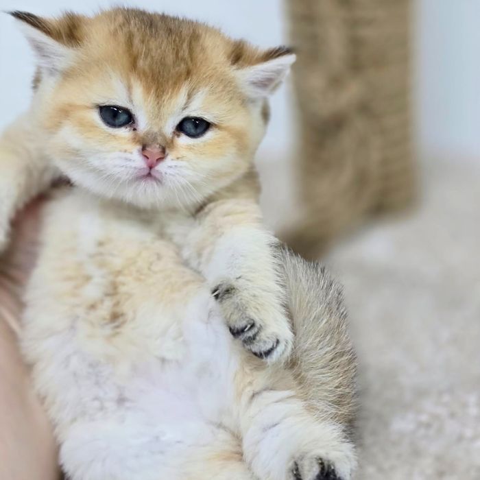 плюшки бриТансКие