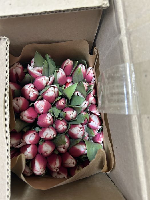 Тюльпаны предзаказ на 8 марта