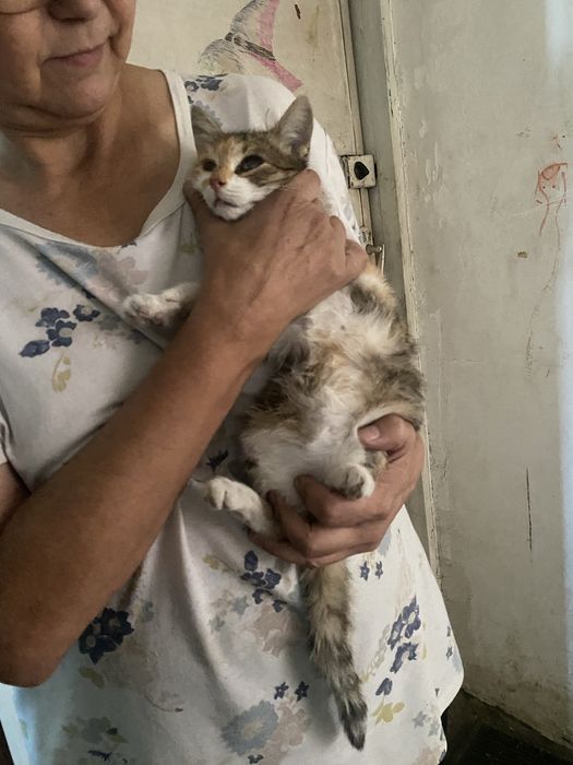 Отдаю котенка девочку. Месяца 3 от роду.