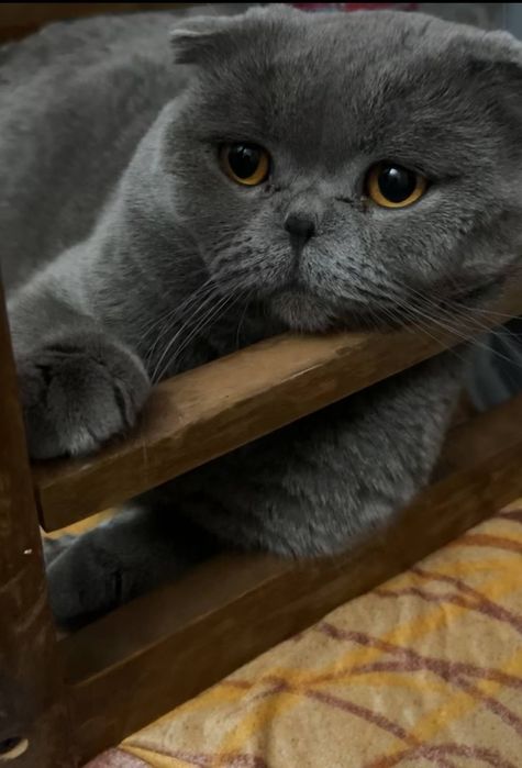 Кот приглашает на вязку