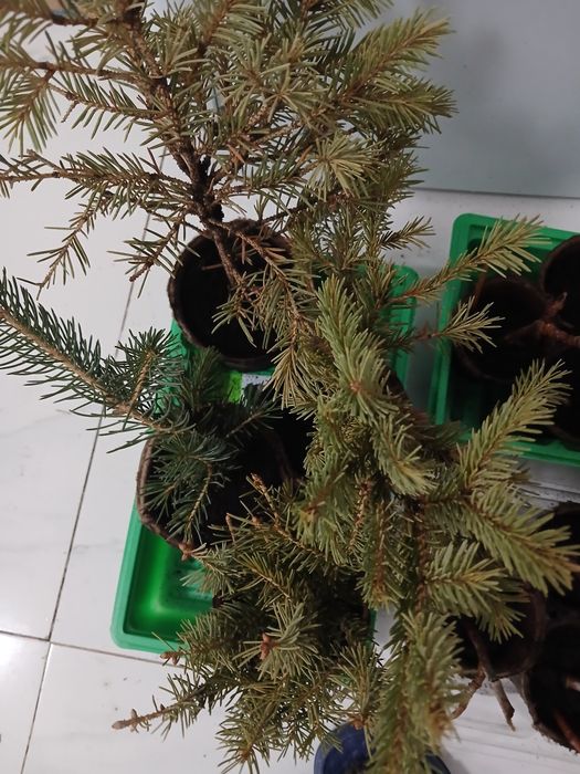 Саженцы лоток 25000