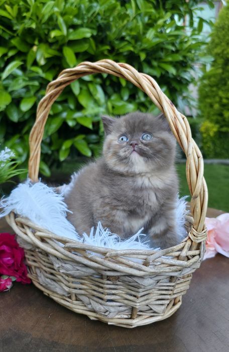 Британки,British,Cinnamon, Chocolate, Red,Cinnamon Tortie