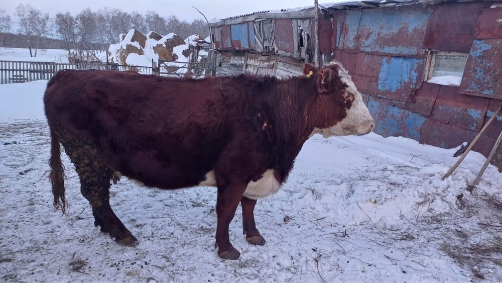 Продам корову белоголовая