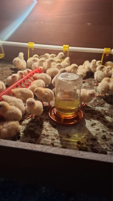 Продам цыплят, обращайтесь по номеру