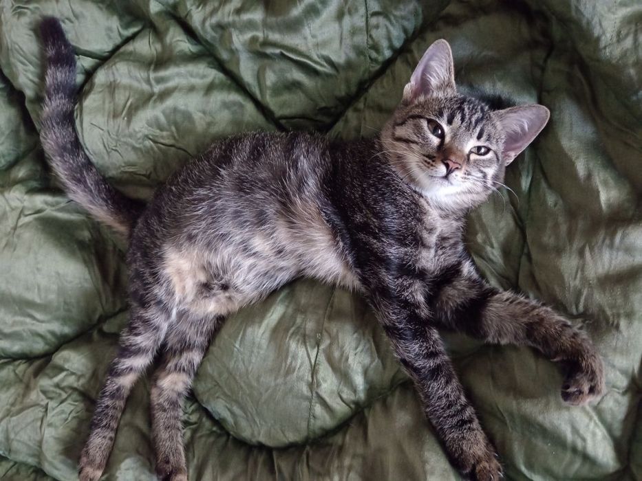 Кошка молоденькая, 4 мес, домашняя, здоровая, чистая