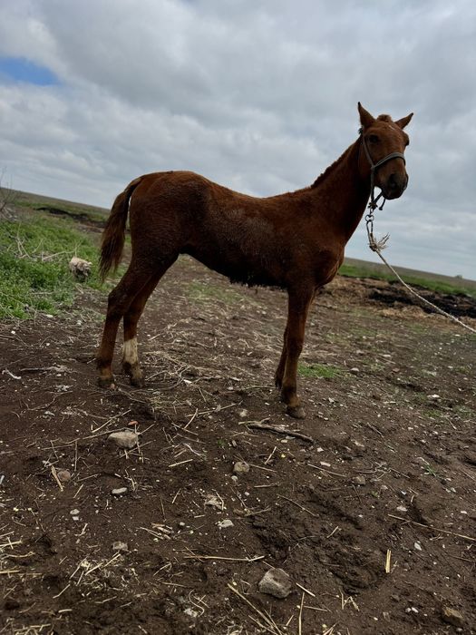 1 жасар тай жеребчик еркек