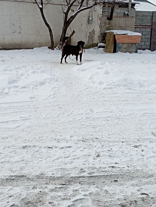 Продам азиатку полтара года