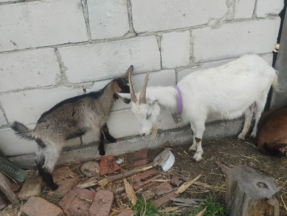 Vând doua capre și o ieduță