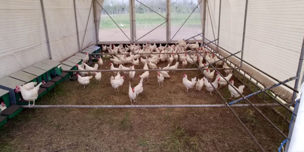 Домашни яйца от пасищни кокошки Супер Био !