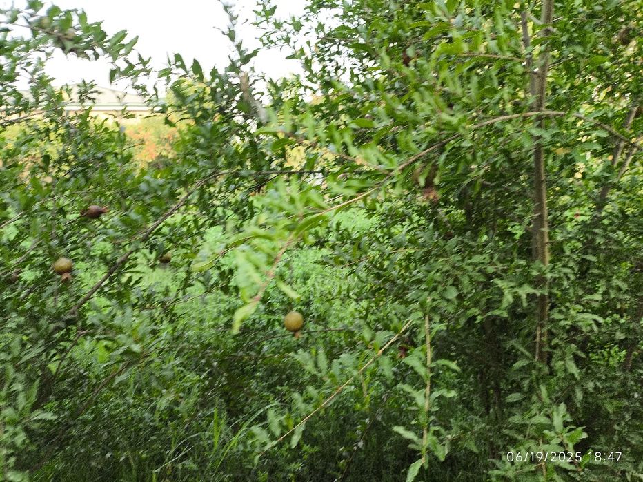 20 sotix yer bandixon , birdamlik mahallasida