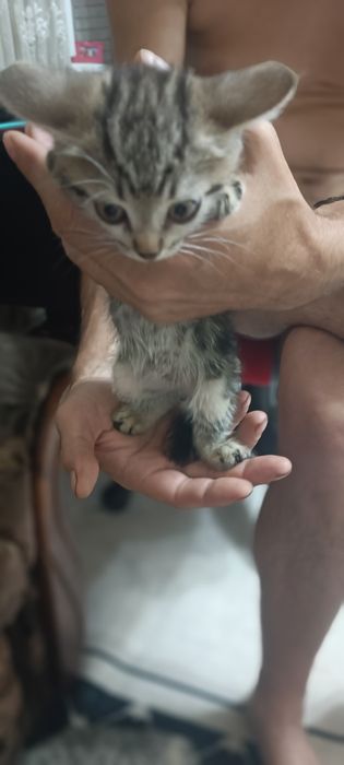 Бесплатно отдам котят