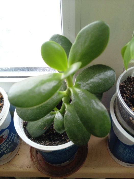 Продам толстянку ( живое дерево)