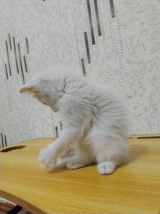 Продаётся белье котят