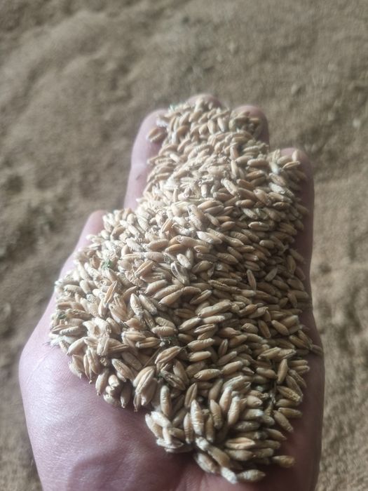 Vând triticale și orz