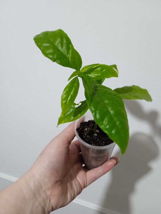 Продам комнатные растения